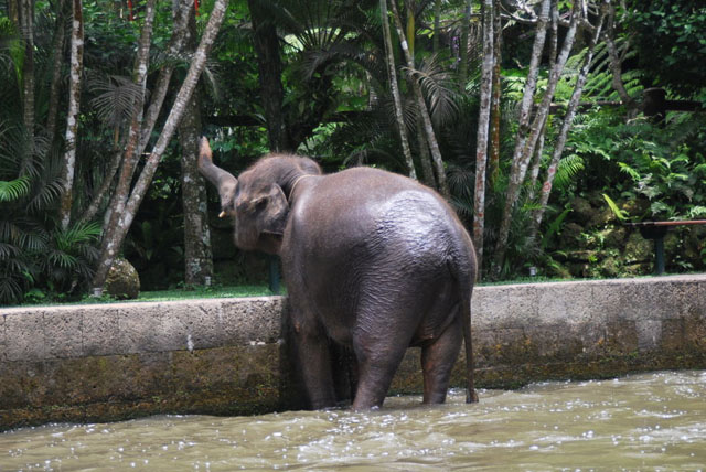 民丹岛大象公园