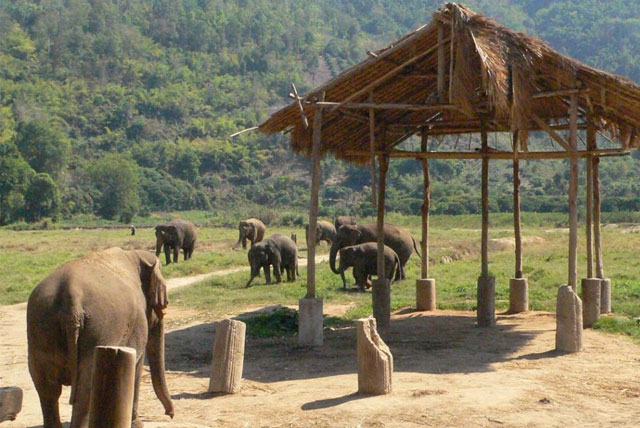 大象自然保护