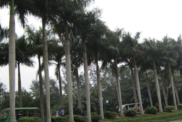 兴隆植物园椰