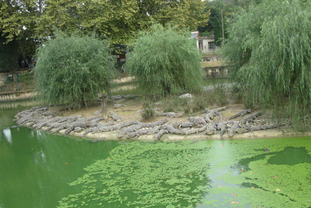 中国鳄鱼湖