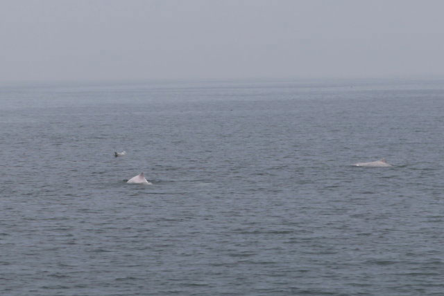 中华白海豚保护区
