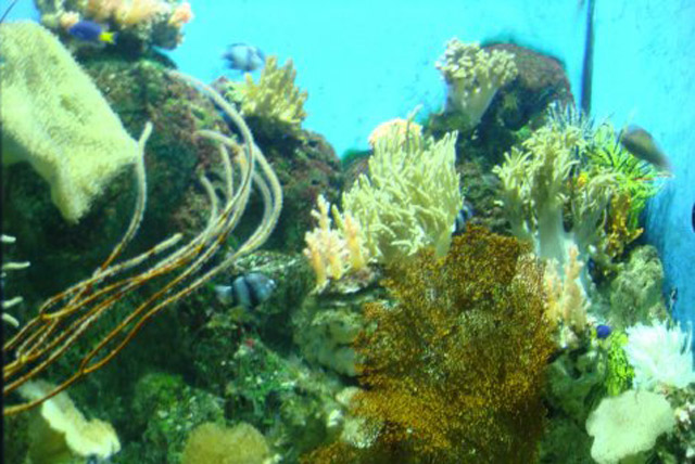珊瑚馆