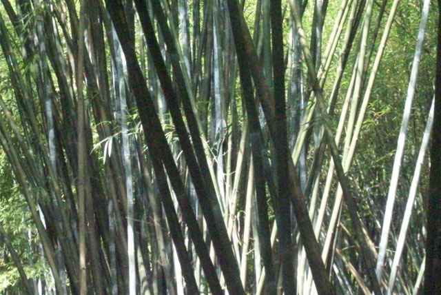 竹类观赏园