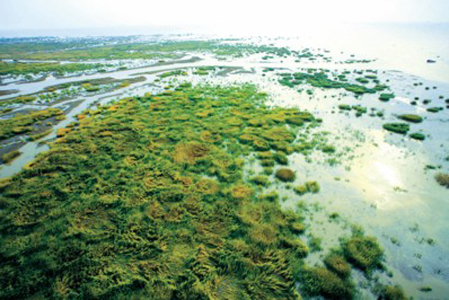 九段沙湿地保护区