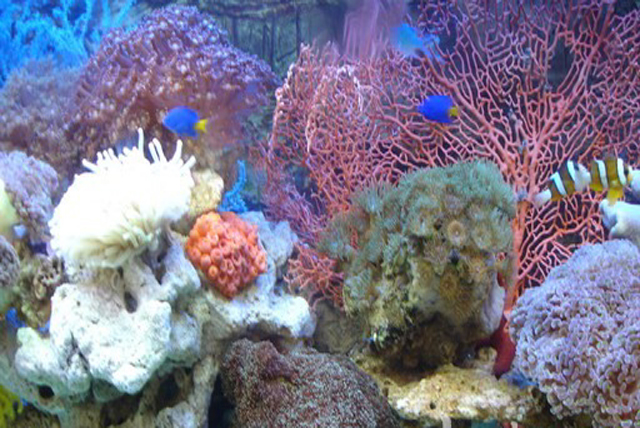 徐闻珊瑚礁