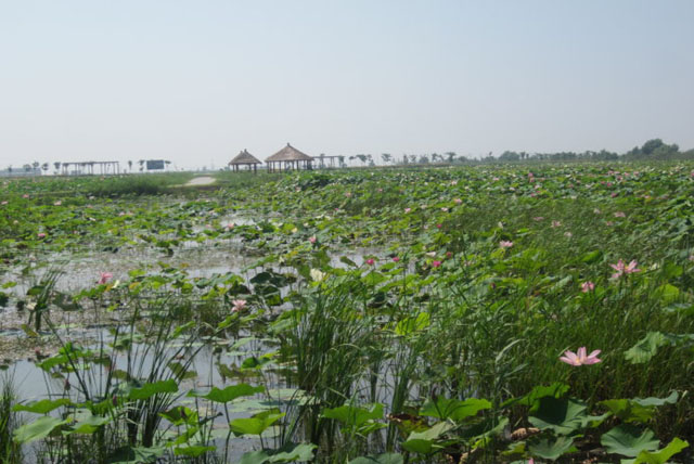 洪泽湖湿地