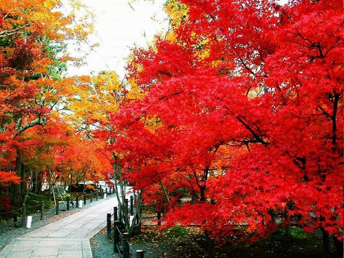 【北京】香山红叶