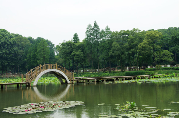武汉植物园睡莲
