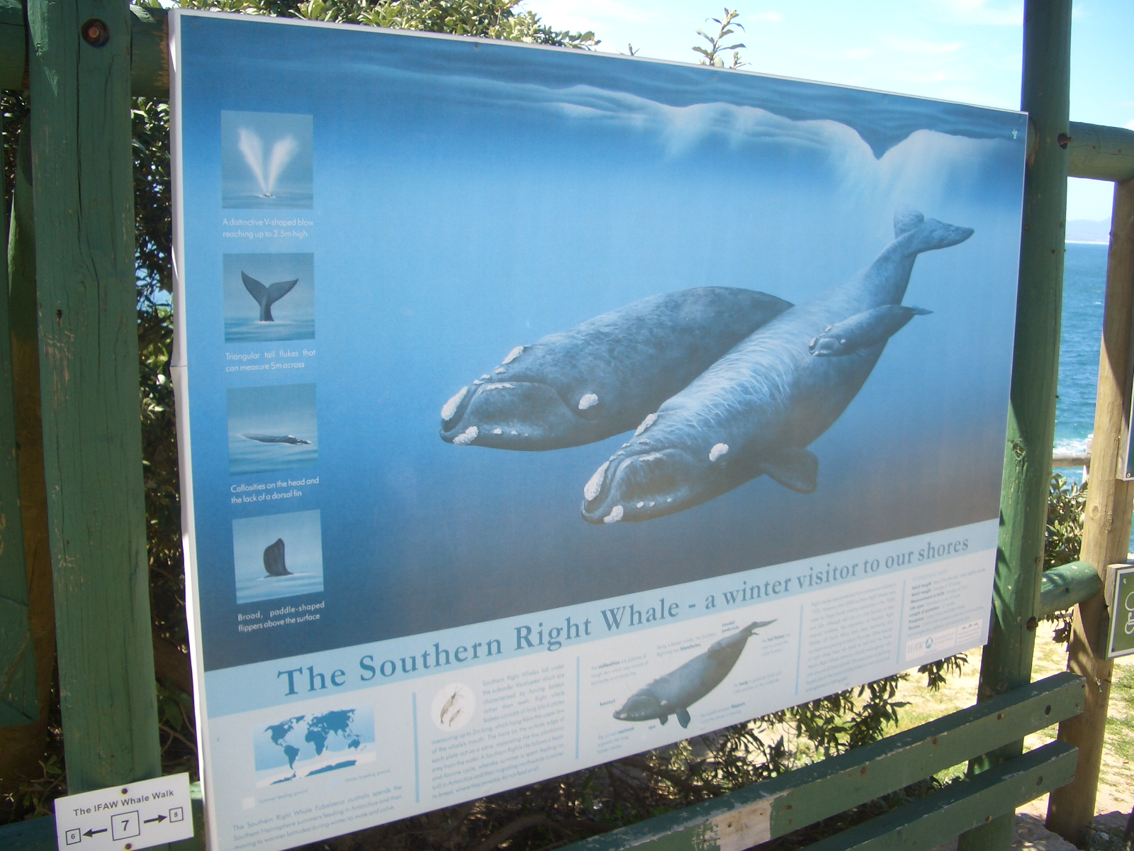 南非鲸鱼节（Hermanus, South Africa）
