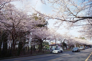 樱花大道