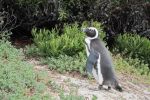 企鹅生态保护