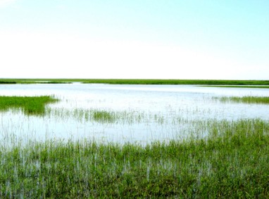 哈拉海湿地 哈拉海湿地位于松嫩平原的西北端,大兴安岭南麓,龙江县