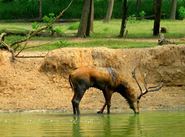 大丰麋鹿自然保护区_大丰麋鹿自然保护区门票
