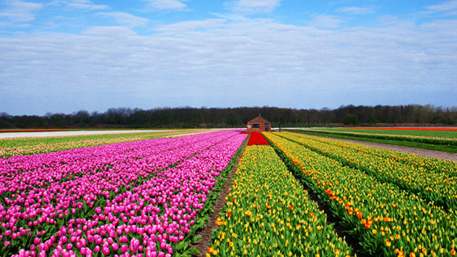 荷兰旅游_荷兰旅游攻略_荷兰旅游景点介绍_荷