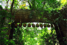 西双版纳原始森林公园 感受热带雨林风光