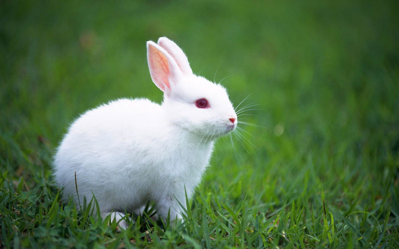 答:就是什么也不懂的意思,灰常灰常的纯洁小白兔的特点是什么答:小