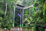 望天树景区雨林廊桥