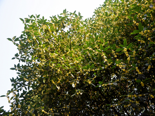闻香知时节