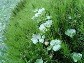 广西玉林大容山高山草甸单身浪漫游记~^-^~