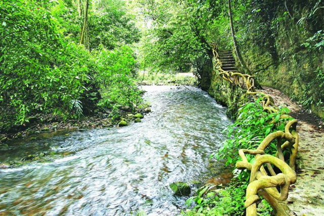 大王岭原始森林