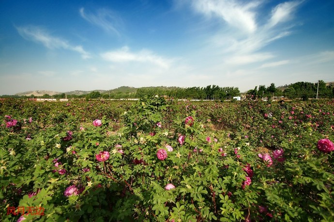 阜平玫瑰谷自然风景区图片